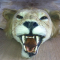 Lion d’Afrique - Panthera leo (II/B) pré-convention : beau spécimen d’un grand mâle présenté en peau plate - 1612 €